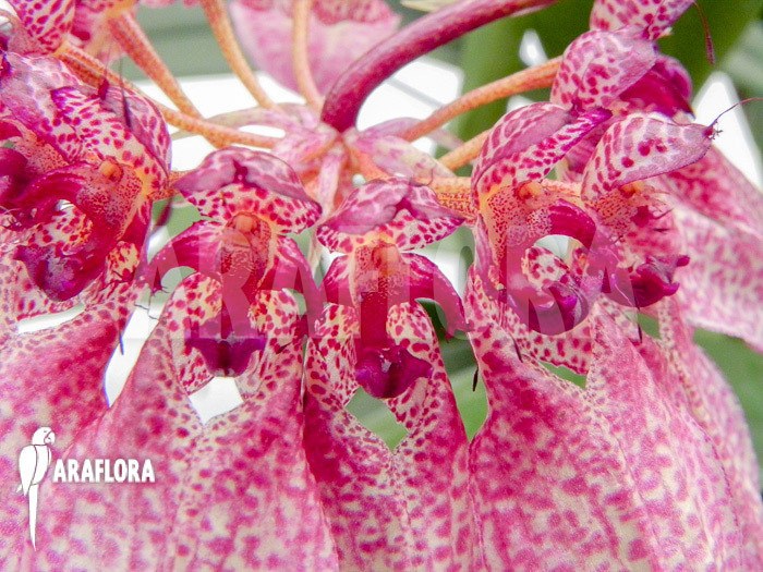 Bulbophyllum eberhardtii &lsquo;M&rsquo; flower
