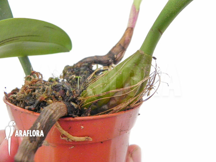 Bulbophyllum eberhardtii &lsquo;M&rsquo;