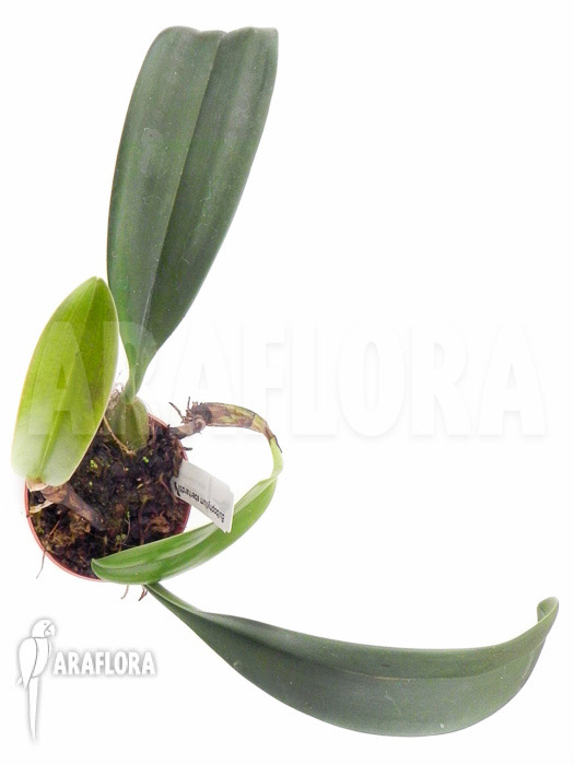 Bulbophyllum eberhardtii &lsquo;M&rsquo;