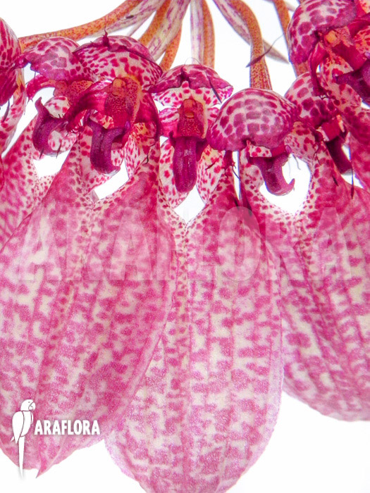 Bulbophyllum eberhardtii &lsquo;M&rsquo; flower