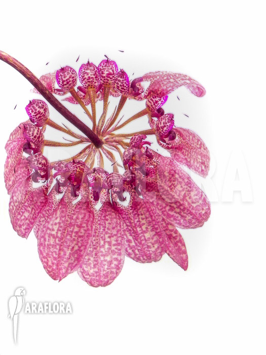 Bulbophyllum eberhardtii &lsquo;M&rsquo; flower