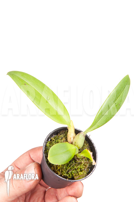 Bulbophyllum echinolabium &lsquo;starter&rsquo;