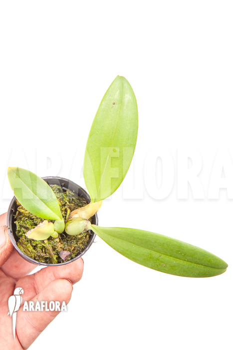 Bulbophyllum echinolabium &lsquo;starter&rsquo;