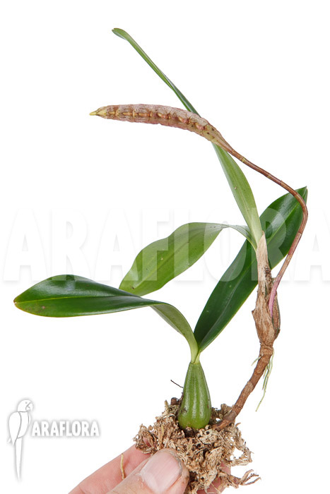 Bulbophyllum falcatum