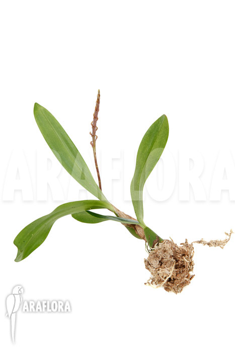 Bulbophyllum falcatum