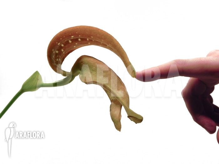 Bulbophyllum grandiflorum