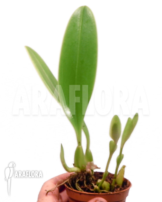 Bulbophyllum grandiflorum starter