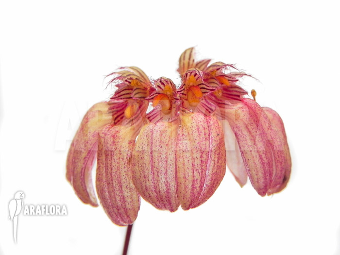 Bulbophyllum lepidum