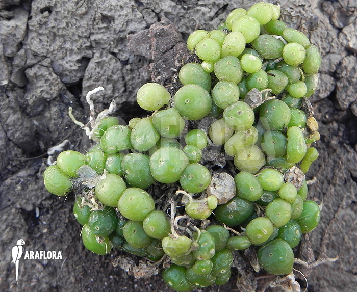Bulbophyllum moniliforme