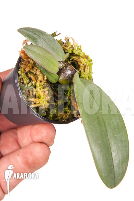 Bulbophyllum phalaenopsis