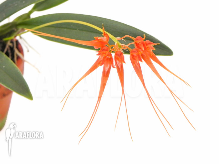 Bulbophyllum tingabarinum