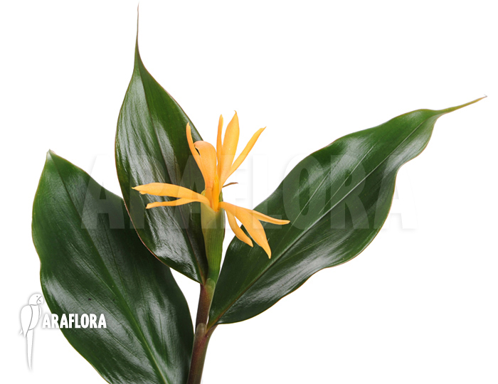 Burbidgea schizocheila