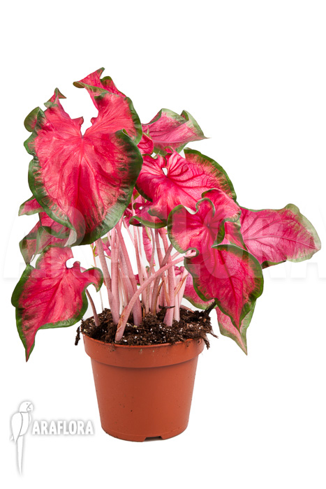 Caladium bicolor &lsquo;green-red&rsquo;