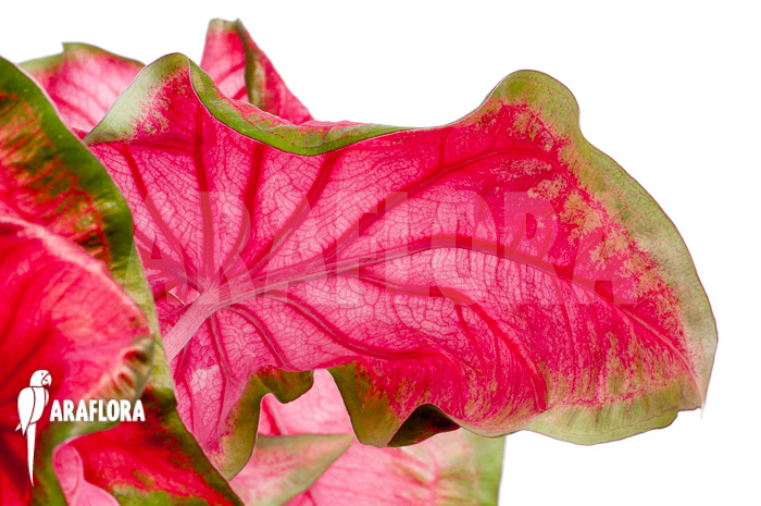 Caladium bicolor &lsquo;green-red&rsquo;