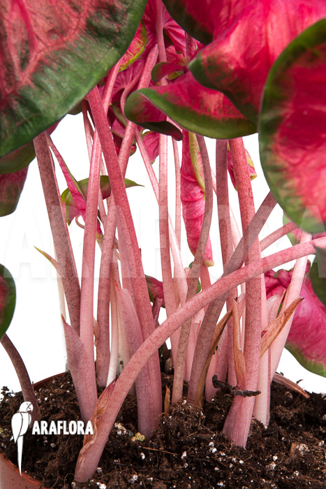 Caladium bicolor &lsquo;green-red&rsquo;