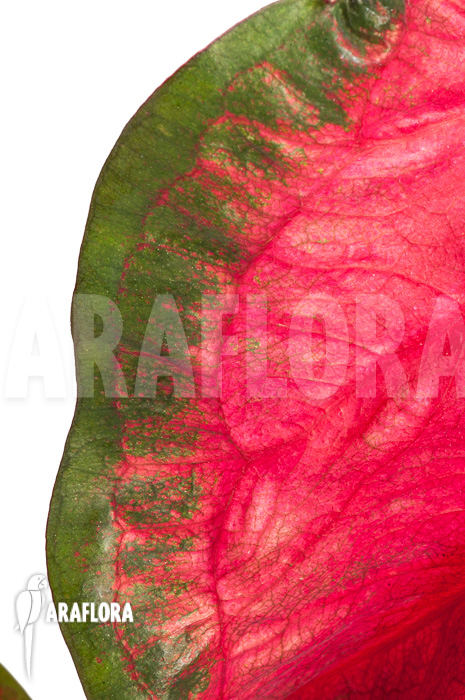 Caladium bicolor &lsquo;green-red&rsquo;