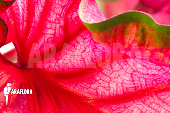Caladium bicolor &lsquo;green-red&rsquo;