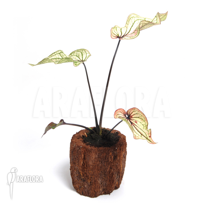 Caladium bicolor_white_