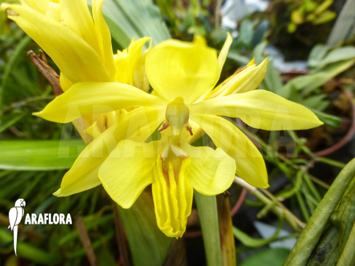 Calanthe sieboldii flower
