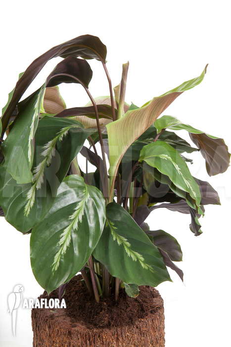 Calathea &lsquo;Maui Queen&rsquo;