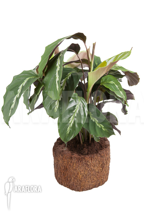 Calathea &lsquo;Maui Queen&rsquo;