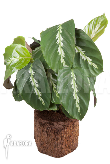 Calathea &lsquo;Maui Queen&rsquo;