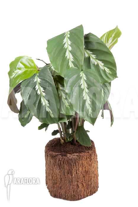 Calathea &lsquo;Maui Queen&rsquo;