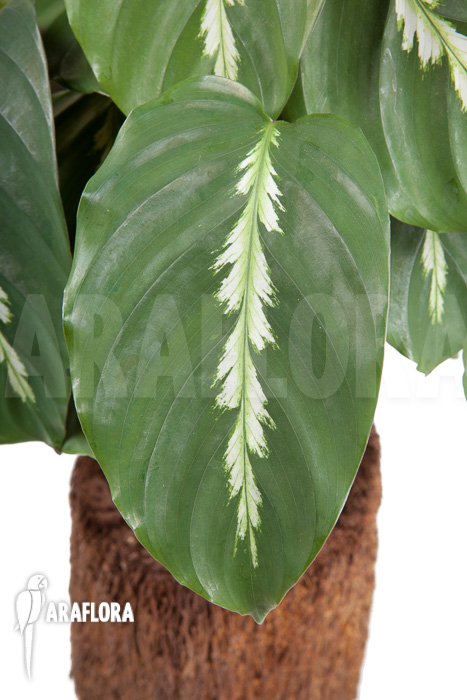 Calathea &lsquo;Maui Queen&rsquo;