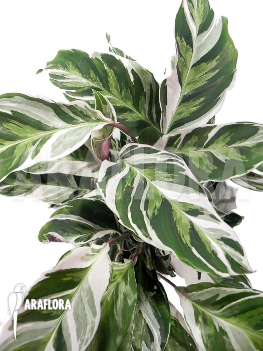 Calathea &lsquo;White Fusion&rsquo;