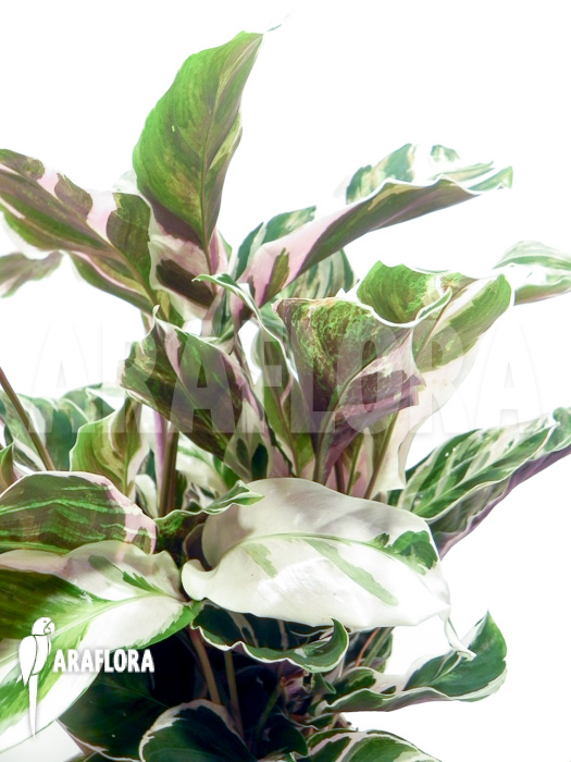 Calathea &lsquo;White Fusion&rsquo;