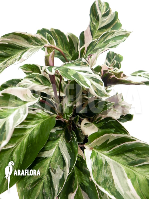Calathea &lsquo;White Fusion&rsquo;