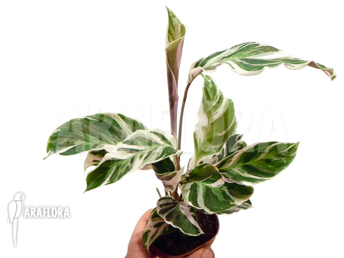 Calathea &lsquo;White Fusion&rsquo; starter