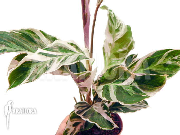 Calathea &lsquo;White Fusion&rsquo; starter
