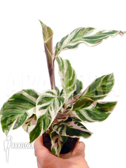 Calathea &lsquo;White Fusion&rsquo; starter