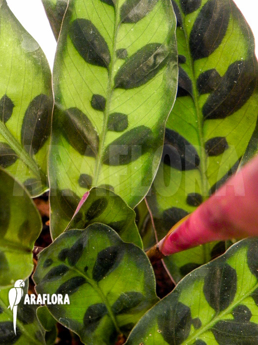 Calathea lancifolia &lsquo;Starter&rsquo;