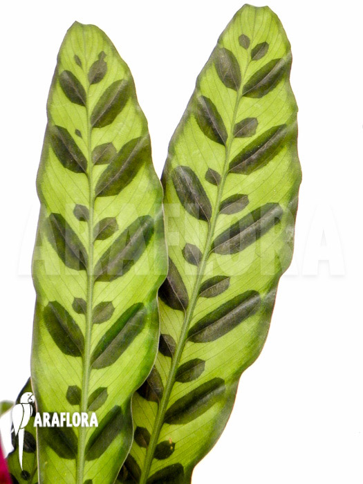 Calathea lancifolia &lsquo;Starter&rsquo;
