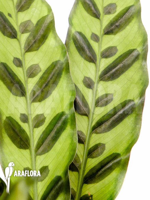 Calathea lancifolia &lsquo;Starter&rsquo; leaf