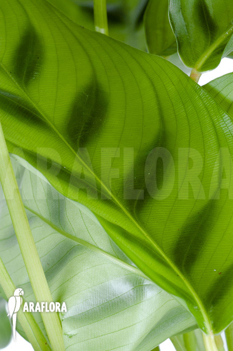 Calathea leopardina