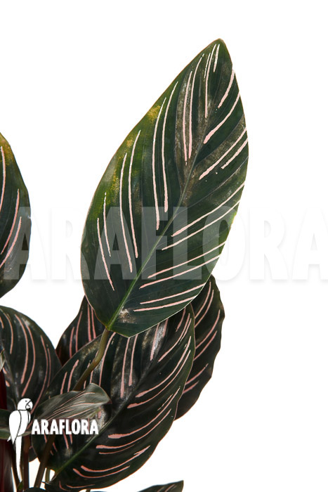 Calathea ornata &lsquo;Sanderiana&rsquo;