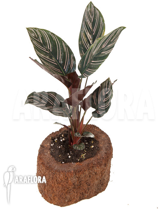 Calathea ornata &lsquo;Sanderiana&rsquo;