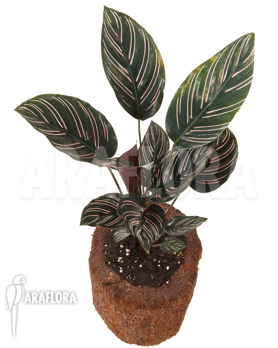 Calathea ornata &lsquo;Sanderiana&rsquo;