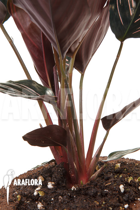 Calathea ornata &lsquo;Sanderiana&rsquo;