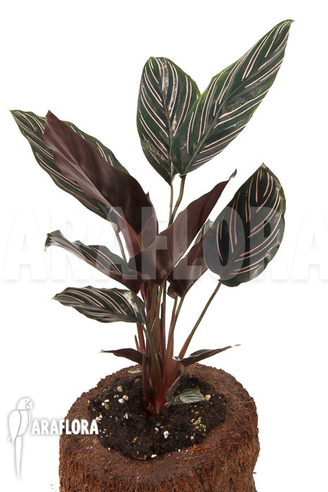 Calathea ornata &lsquo;Sanderiana&rsquo;
