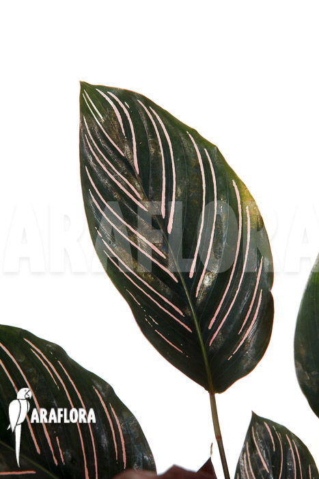 Calathea ornata &lsquo;Sanderiana&rsquo;