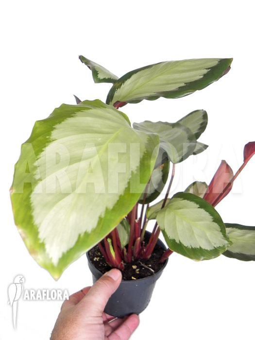 Calathea picturata &lsquo;2-kleurig&rsquo;