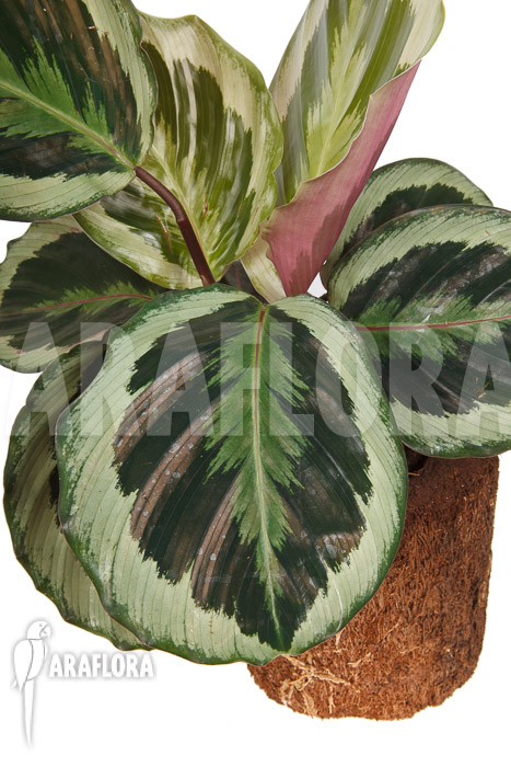Calathea roseopicta &lsquo;Marion&rsquo;