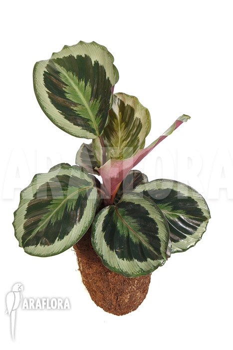 Calathea roseopicta &lsquo;Marion&rsquo;