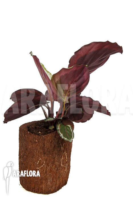 Calathea roseopicta &lsquo;Marion&rsquo;