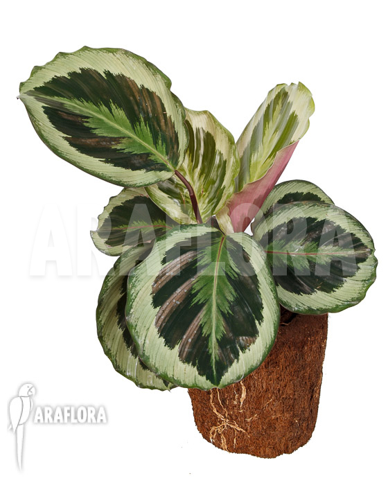 Calathea roseopicta &lsquo;Marion&rsquo;
