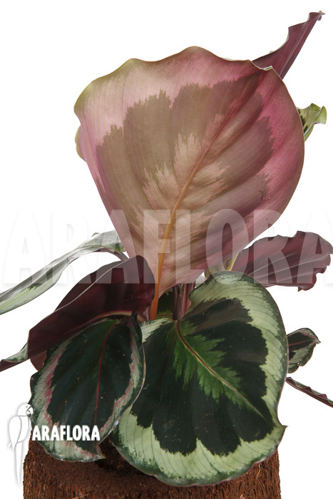 Calathea roseopicta &lsquo;Marion&rsquo;